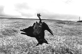 Josef Koudelka