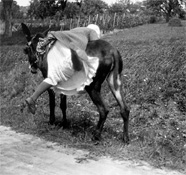 Jacques Henri Lartigue